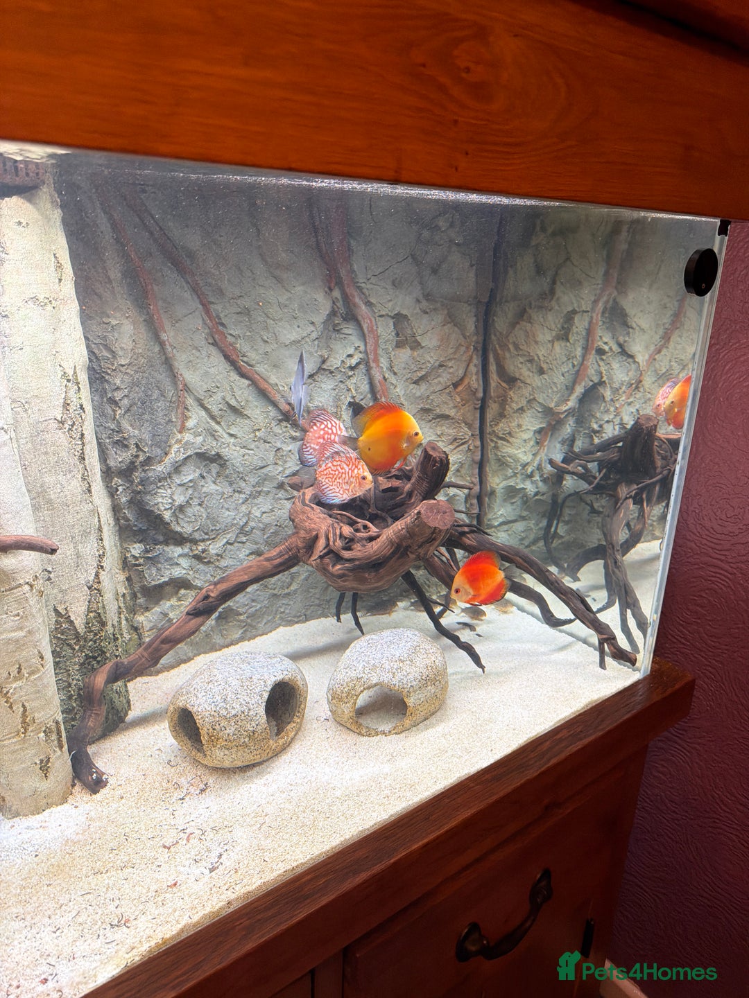 Discus fish for sale: Discuss Plus Phantom - Image 2