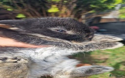 Mini Lop rabbits for sale: 4 mini lops - Image 4