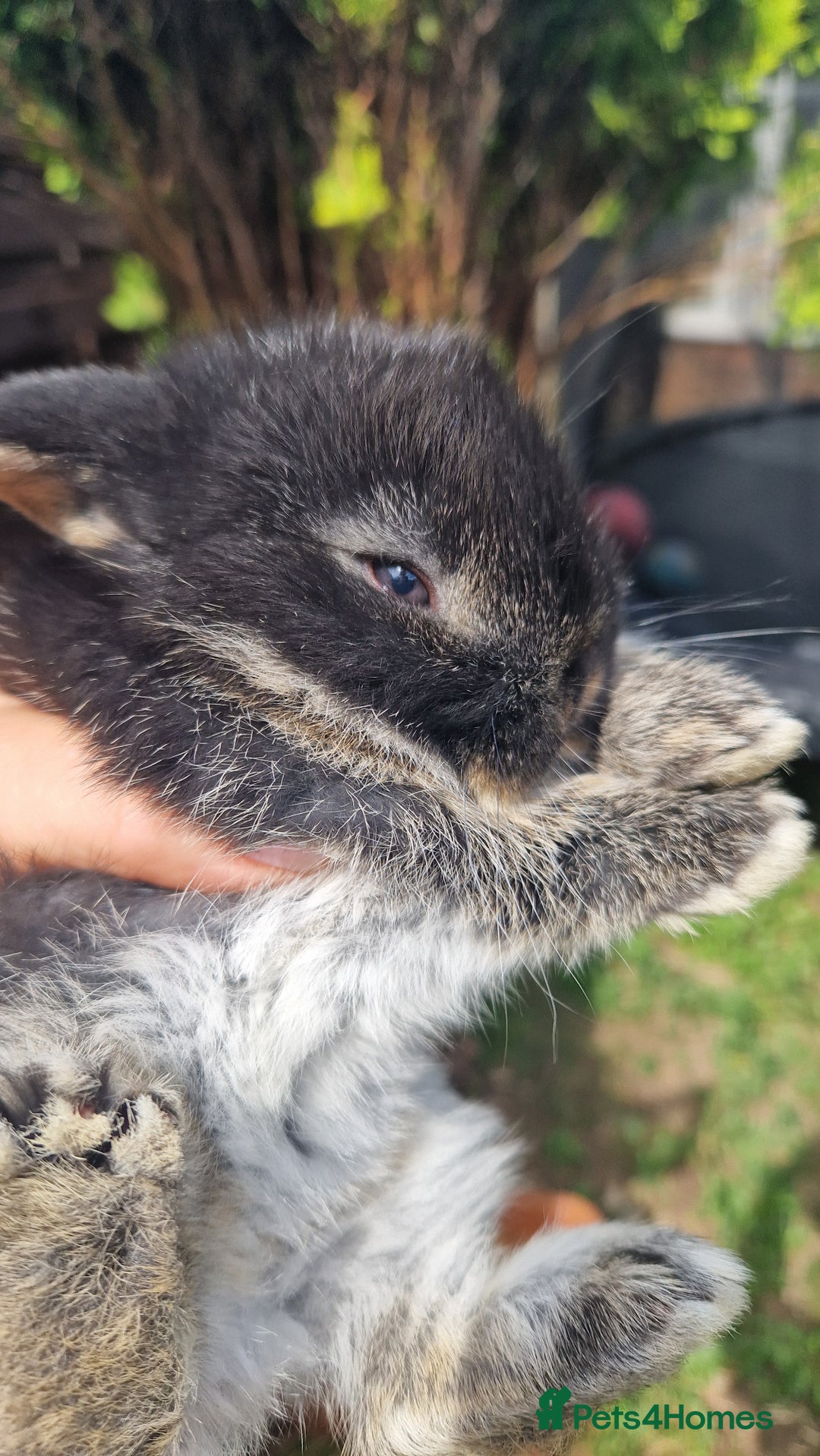 Mini Lop rabbits for sale: 4 mini lops - Image 4