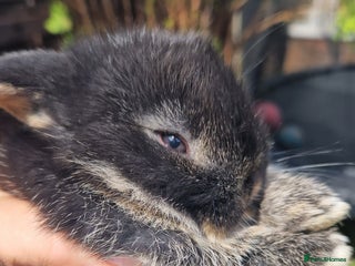 Mini Lop rabbits - Advert 28