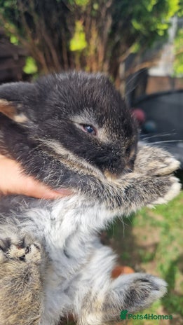 Mini Lop rabbits - Advert 18