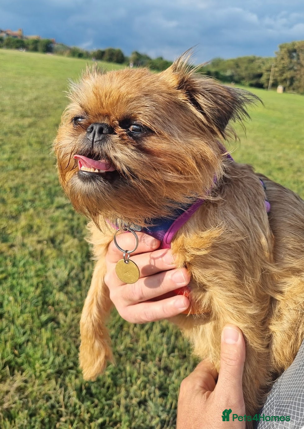 Griffon Bruxellois dogs Beautiful Brussels Griffon puppies - Advert 2