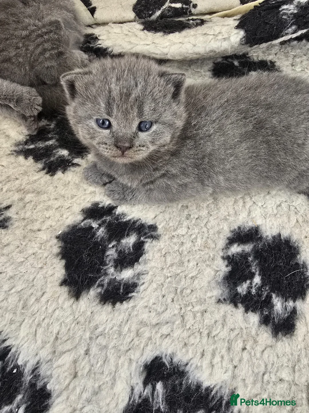 British Shorthair cats for sale: 4 gorgeous British short hair kittens - Advert 12