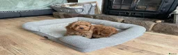 Cockapoo dogs for sale: F2B COCKAPOO PUPPIES  - Advert 6