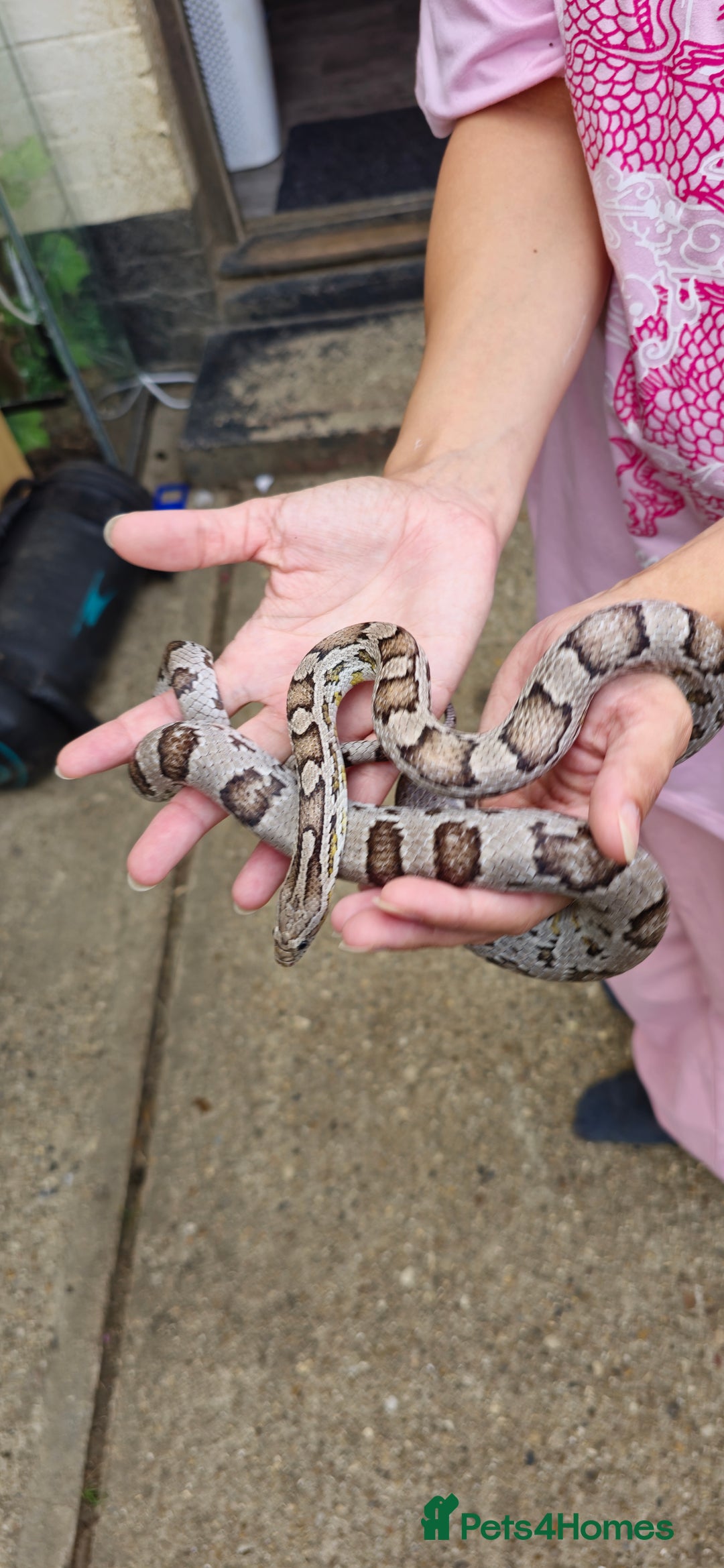 Corn Snake reptiles for sale: Corn Snakes  - Image 4