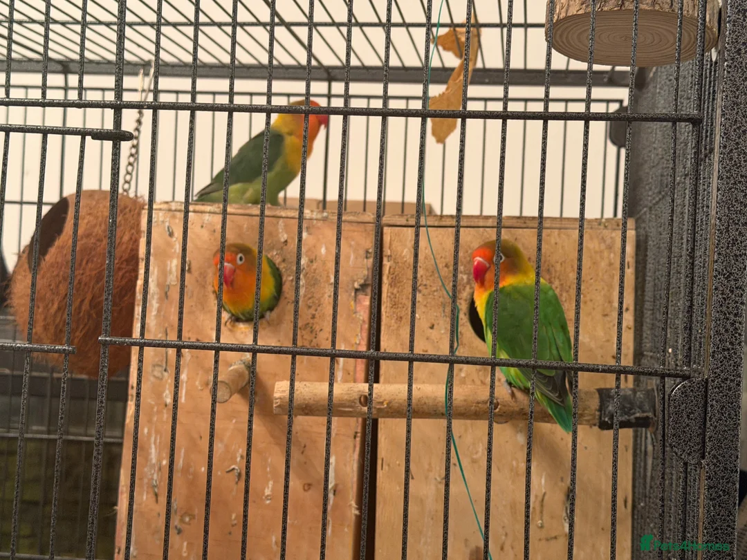 Lovebirds birds for sale: Lovebirds - Advert 2