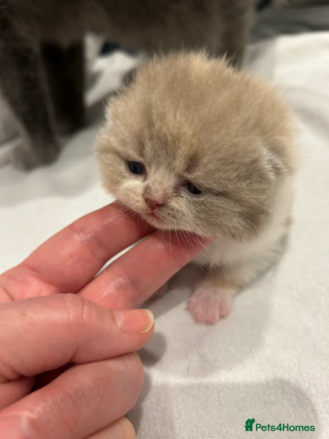 British Shorthair cats for sale: BRITISH SHORTHAIR KITTENS (registered) - Advert 1