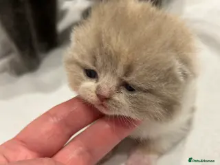 British Shorthair cats BRITISH SHORTHAIR KITTENS (registered) - Advert 3