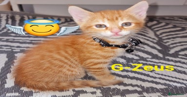 Mixed Breed cats - Advert 8