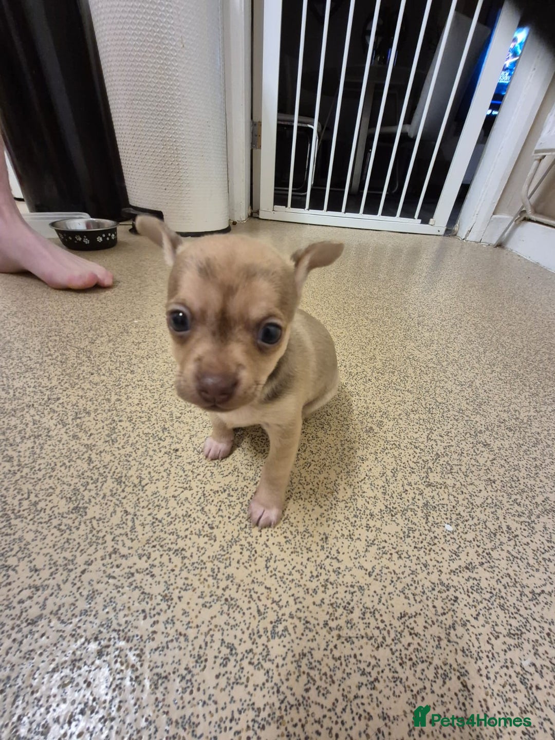 Chihuahua dogs for sale: Chihuahua puppys for sale  - Advert 5