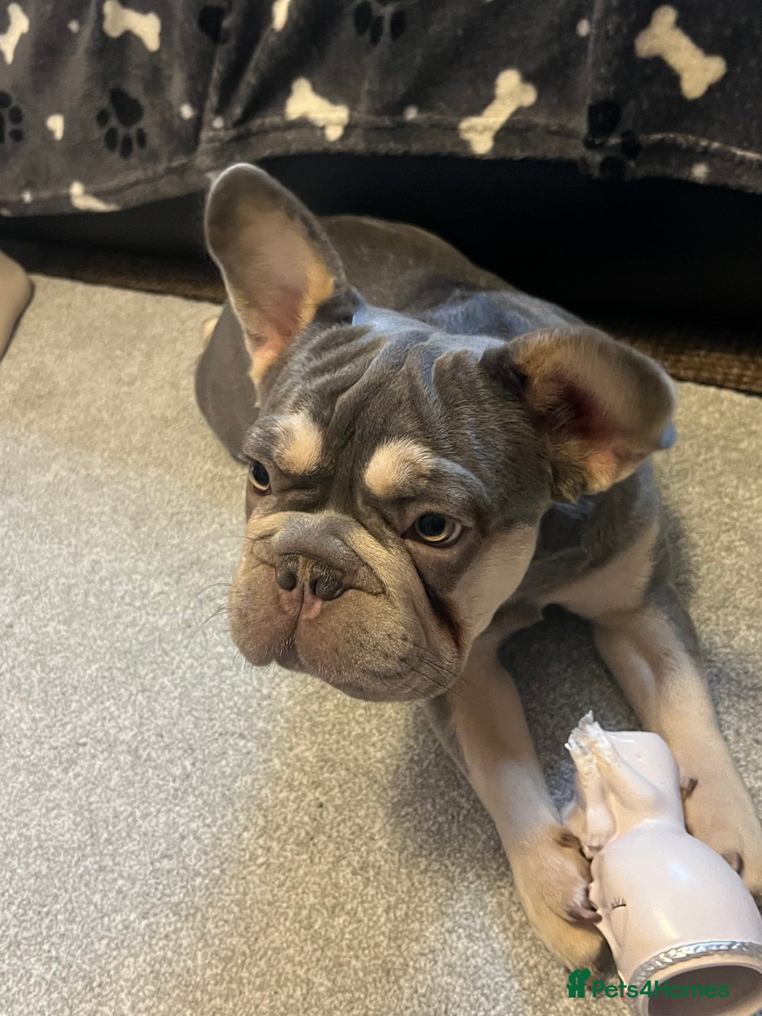 French Bulldog dogs for sale: French Bulldog  - Advert 4