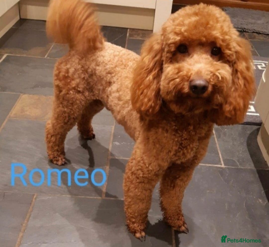Labradoodle dogs for sale: Extensively Health Tested F1 Miniature Labradoodle - Image 10