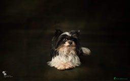 Biewer Terrier dogs for sale: Biewer Yorkshire Terrier - Image 19