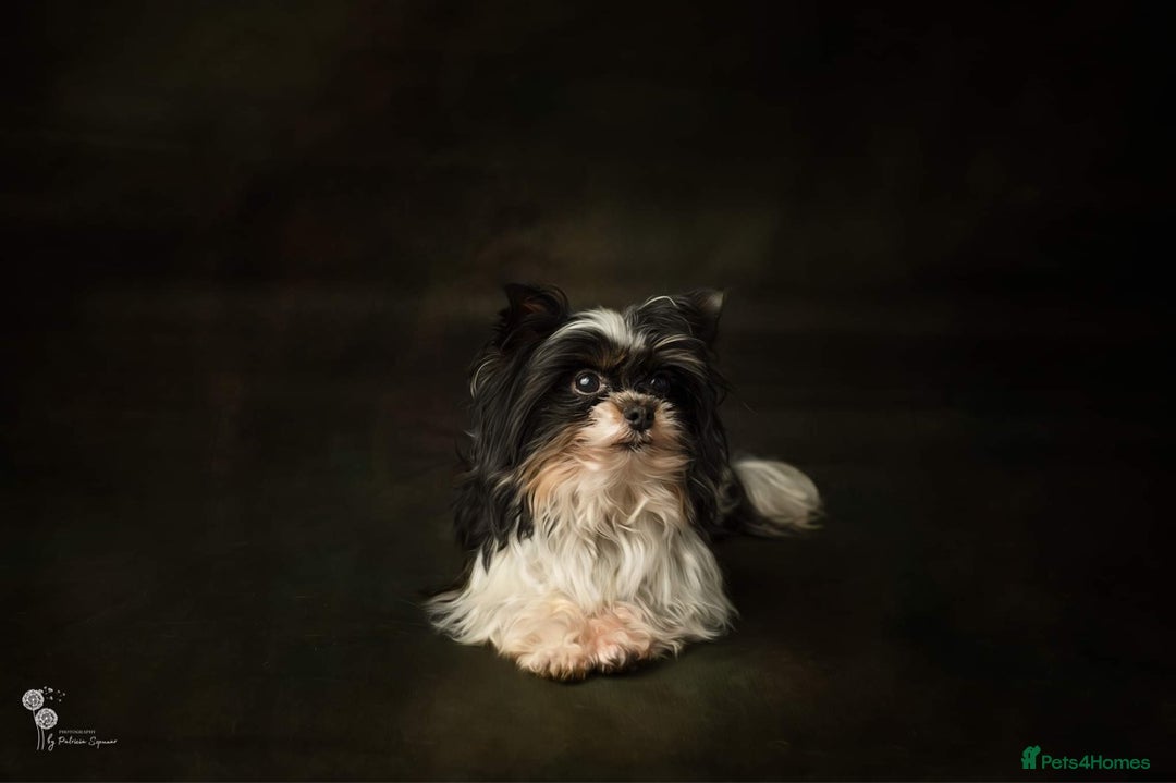Biewer Terrier dogs for sale: Biewer Yorkshire Terrier - Image 19