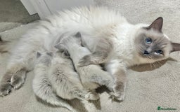 Ragdoll cats for sale: SUPER FLUFFY GORGEOUS BOY RAGDOLL KITTENS - Image 6