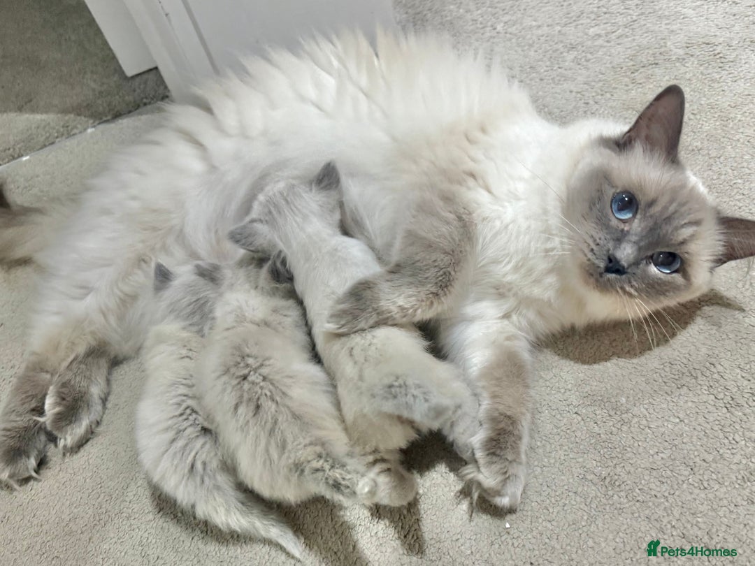 Ragdoll cats for sale: SUPER FLUFFY GORGEOUS BOY RAGDOLL KITTENS - Image 6