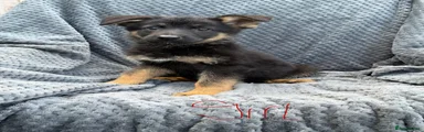 German Shepherd 9