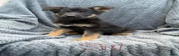 German Shepherd dogs for sale: German shepherd pups  in Dereham - Advert 17