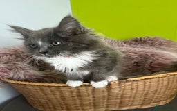 Maine Coon cats for sale: 5 Generation pedigree BLACK SMOKE kittens  - Image 19