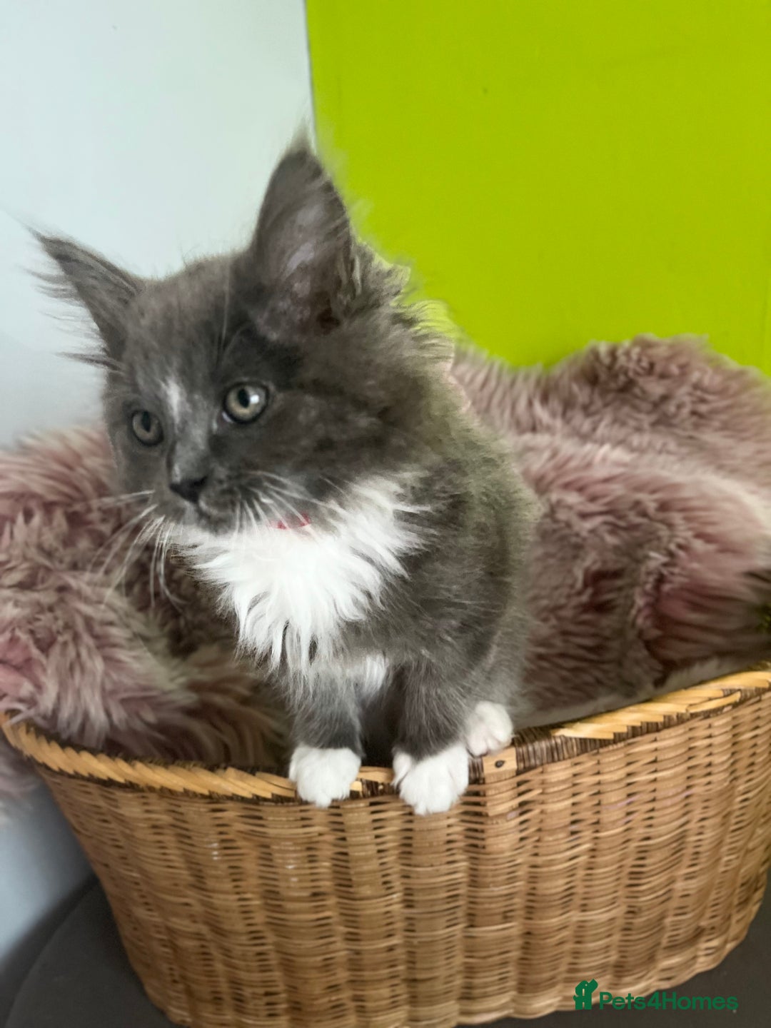 Maine Coon cats for sale: 5 Generation pedigree BLACK SMOKE kittens  - Image 19