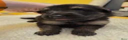 German Shepherd dogs for sale: 🐾 STUNNING GERMAN SHEPHERD PUPPIES FOR SALE** 🐾 - Advert 15