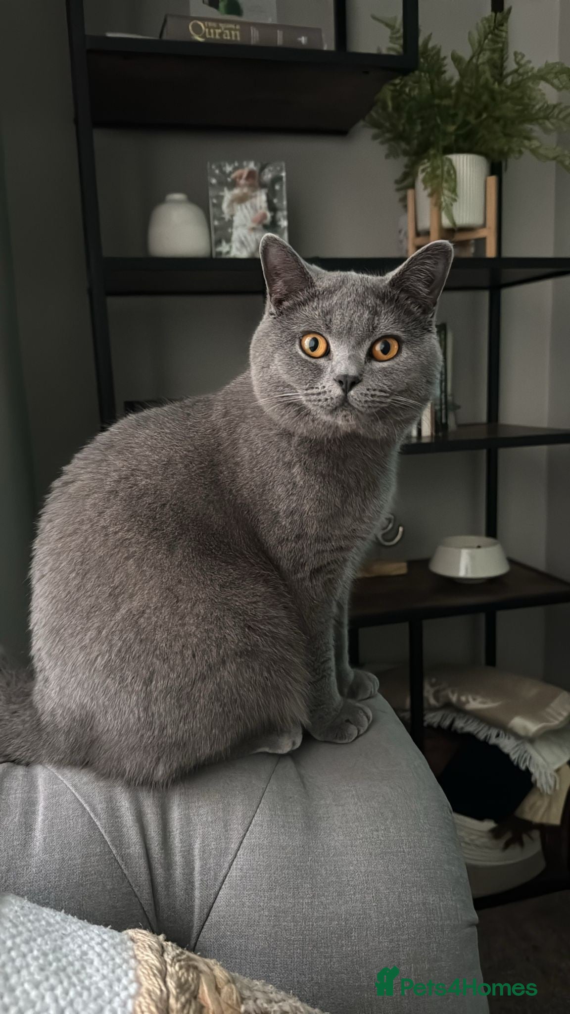 British Shorthair cats BLUE BRITISH SHORTHAIR - Advert 6