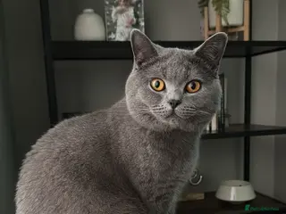British Shorthair cats BLUE BRITISH SHORTHAIR - Advert 5