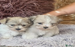 Zuchon dogs for sale: Billion frise x shizu pups 2 boys - Image 3