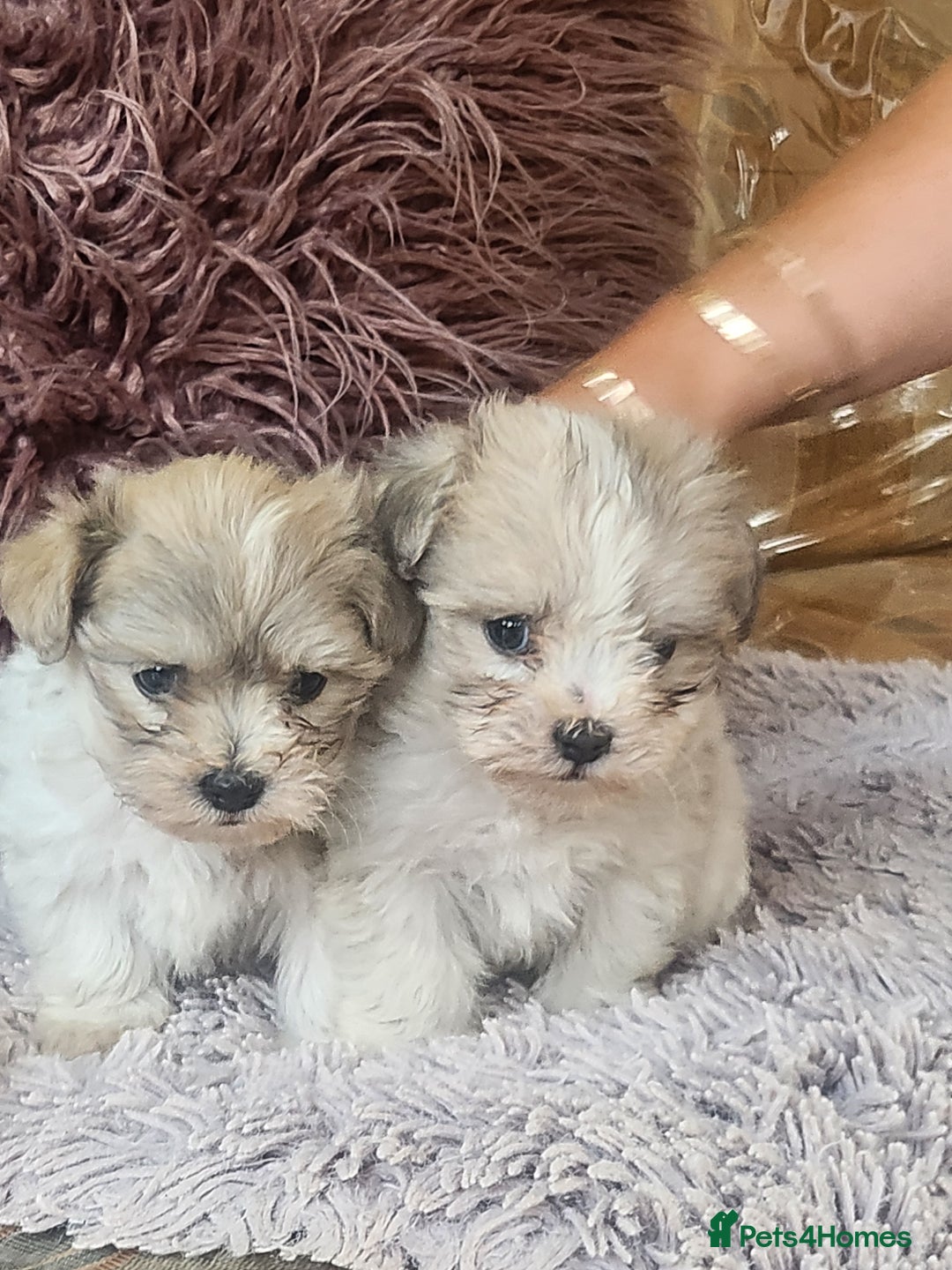 Zuchon dogs for sale: Billion frise x shizu pups 2 boys - Image 3