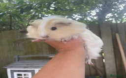 Guinea Pig rodents for sale: Peruvian cross Silkie baby gunieapigs  - Image 10