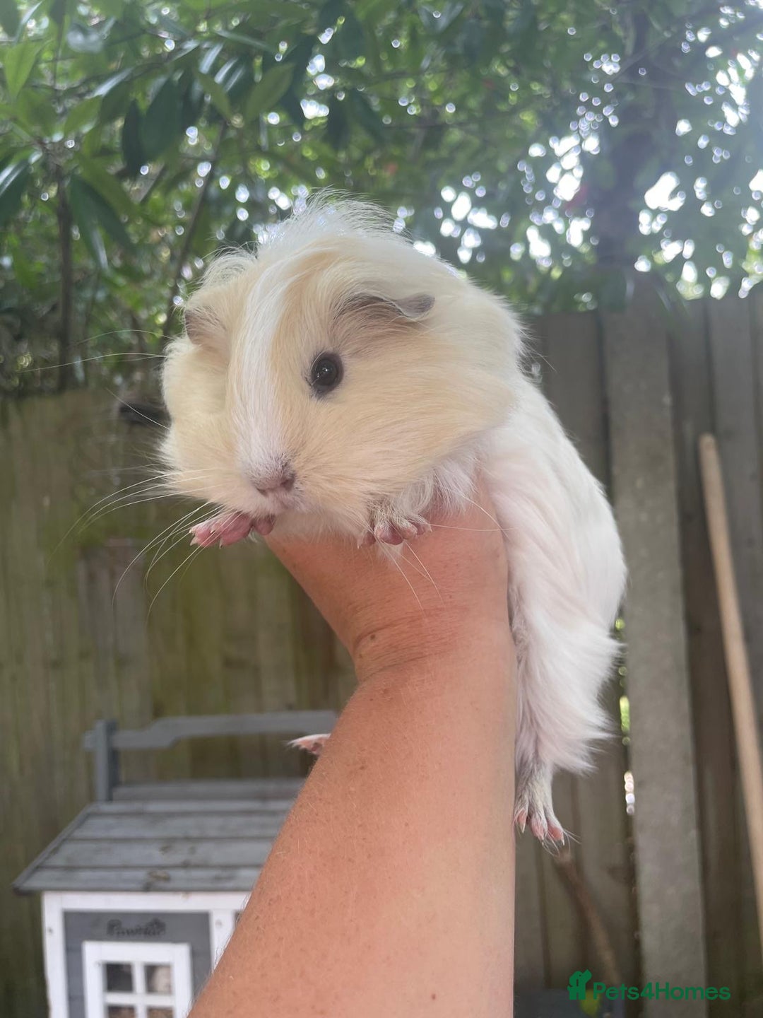 Guinea Pig rodents for sale: Peruvian cross Silkie baby gunieapigs  - Image 10