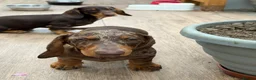 Dachshund dogs for sale: Dachshund is your friend forever  - Advert 4