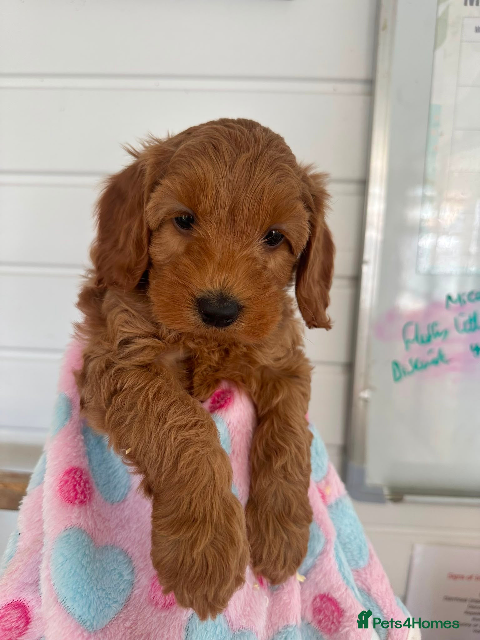Cockapoo dogs F1b outstanding cockapoo fully  health tested - Advert 14