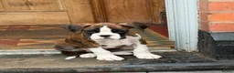Boxer dogs for sale: Boxer Dog Puppies - Advert 3