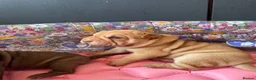 Shar Pei dogs for sale: Sharpei Puppies for sale  - Advert 11