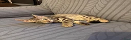 Bengal cats for sale: Bengal X Tabby kittens Available!!  - Advert 2