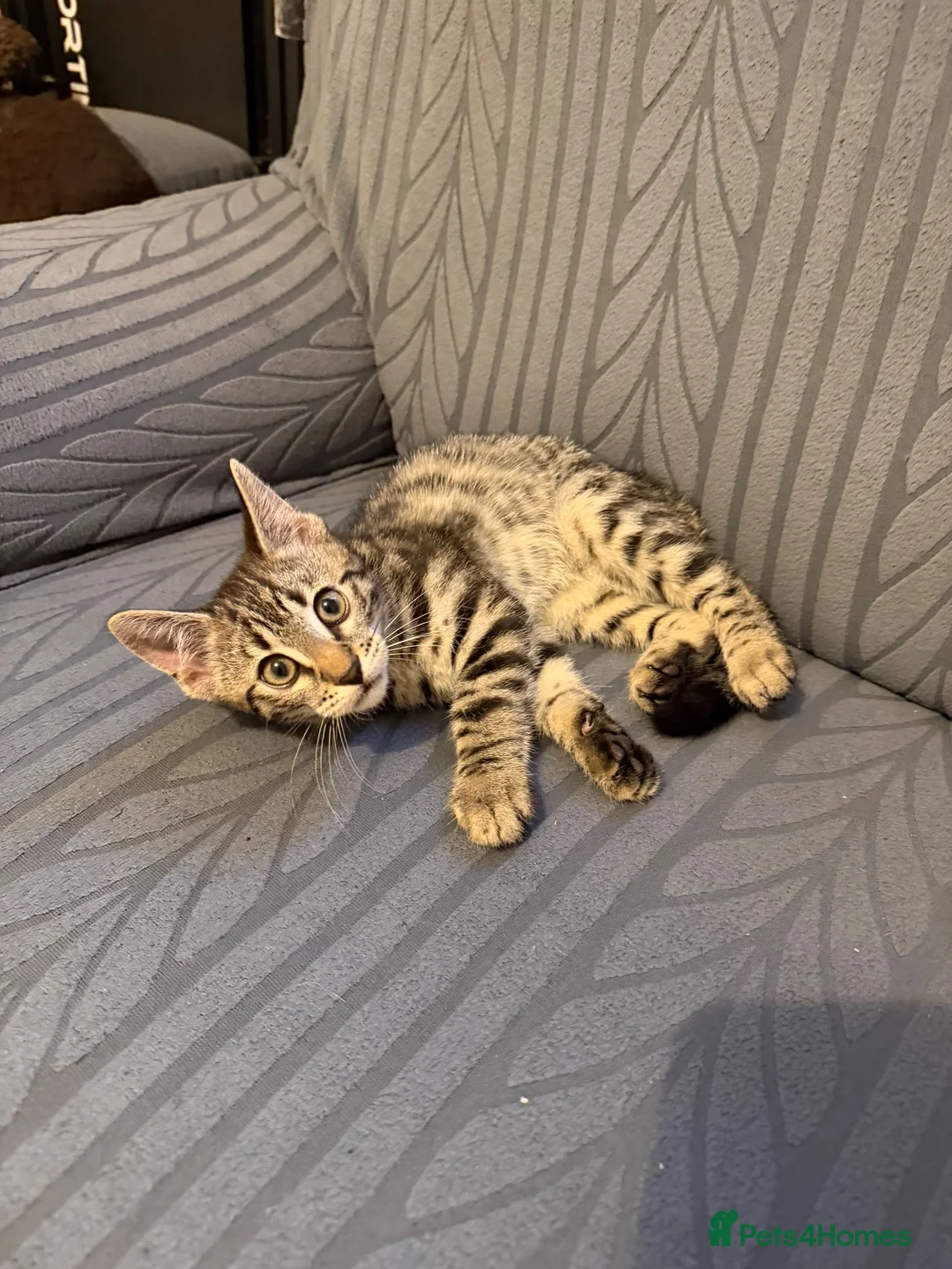 Bengal cats for sale: Bengal X Tabby kittens Available!!  - Advert 2