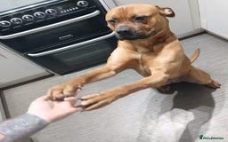 Bullmastiff dogs for sale: Loveable bull mastiff - Image 3