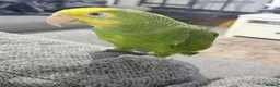 Parrots birds for sale: double yellow headed amazon in Ware - Advert 10