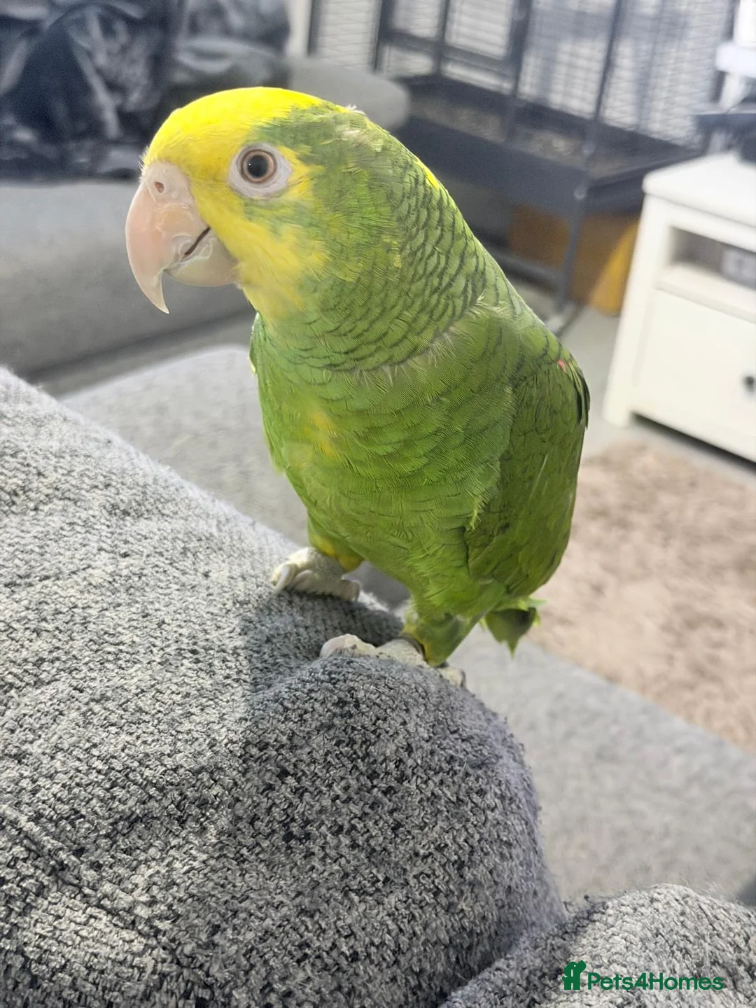 Parrots birds for sale: double yellow headed amazon in Ware - Advert 10