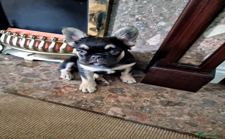 French Bulldog dogs - Advert 5