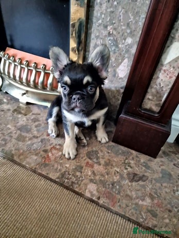 French Bulldog dogs - Advert 5