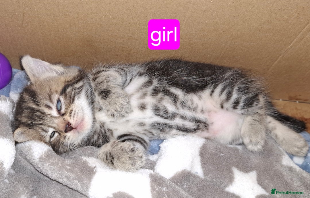 Mixed Breed cats for sale: 3 fluff balls looking for forever homes  - Image 1