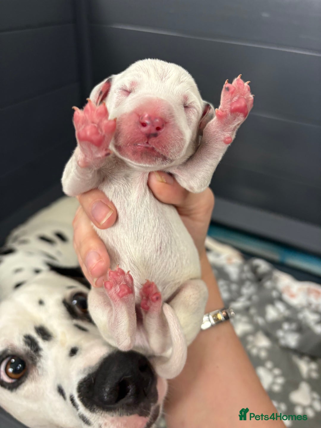Dalmatian dogs for sale: 8 Gorgeous Dalmatian Puppies - Image 5