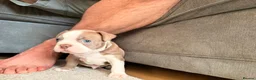 Boston Terrier dogs for sale: 8th Generation KC Reg Boston Terrier Puppies  - Advert 27