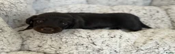 Miniature Dachshund dogs for sale: KC short haired and long haired puppies  - Advert 22