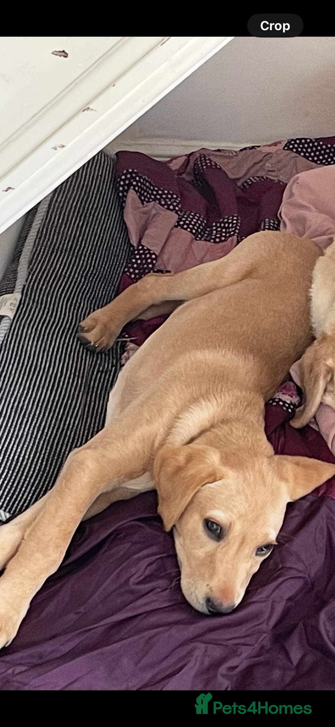 Labrador Retriever dogs for stud: Billy - 3YO Labrador Retriever Stud in Oxfordshire - Advert 11