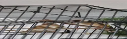 Finches birds for sale: 2 male and 2 fimale  in Halifax - Advert 5