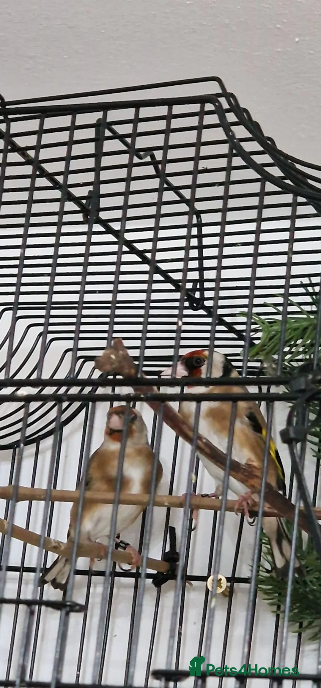 Finches birds for sale: 2 male and 2 fimale  in Halifax - Advert 5