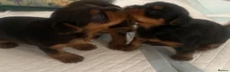 Yorkshire Terrier dogs for sale: 3 female Yorkies.Dad KC registered,Mum pedigree - Advert 13